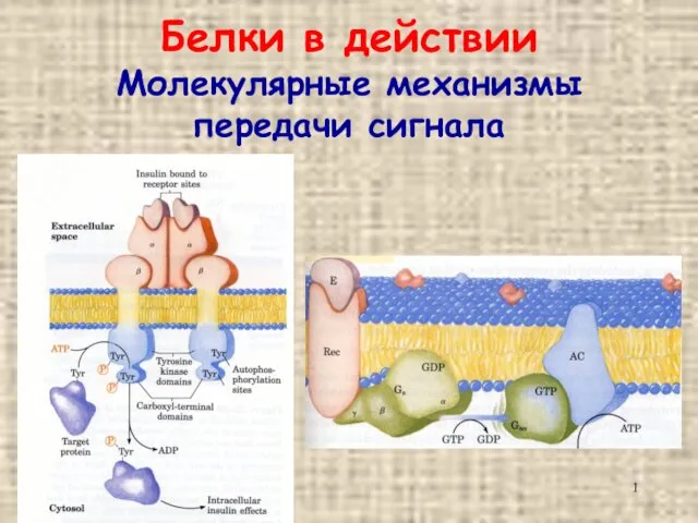 Белки в действии Молекулярные механизмы передачи сигнала