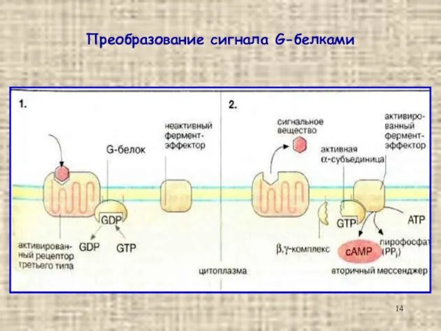 Преобразование сигнала G-белками
