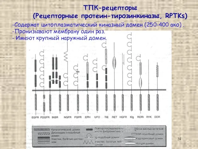 ТПК-рецепторы (Рецепторные протеин-тирозинкиназы, RPTKs) Содержат цитоплазматический киназный домен (250-400 ако)
