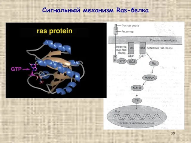 Сигнальный механизм Ras-белка