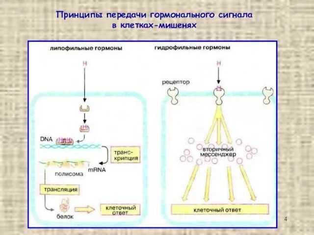 Принципы передачи гормонального сигнала в клетках-мишенях