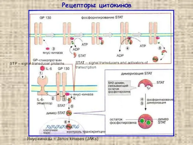 Рецепторы цитокинов STAT – signal transducers and activators of transcription