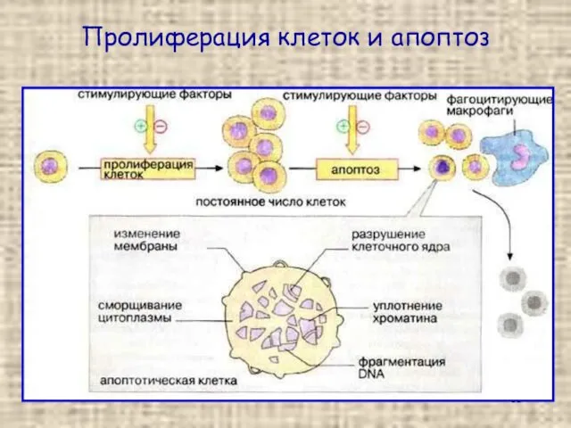 Пролиферация клеток и апоптоз