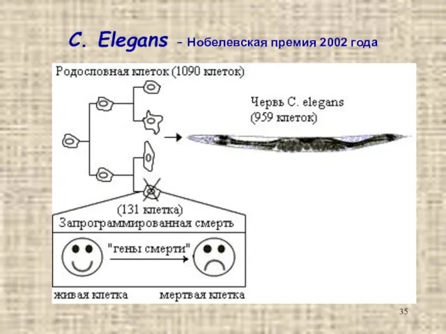 C. Elegans – Нобелевская премия 2002 года