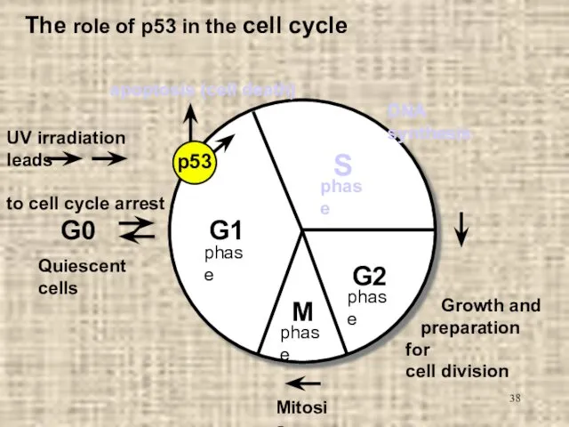 The role of p53 in the cell cycle G1 S