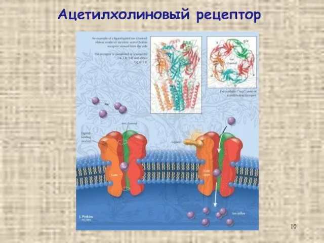Ацетилхолиновый рецептор