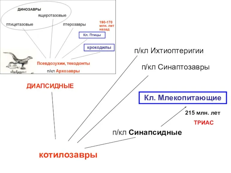 котилозавры п/кл Синапсидные Кл. Млекопитающие п/кл Синаптозавры п/кл Ихтиоптеригии ДИАПСИДНЫЕ 215 млн. лет ТРИАС