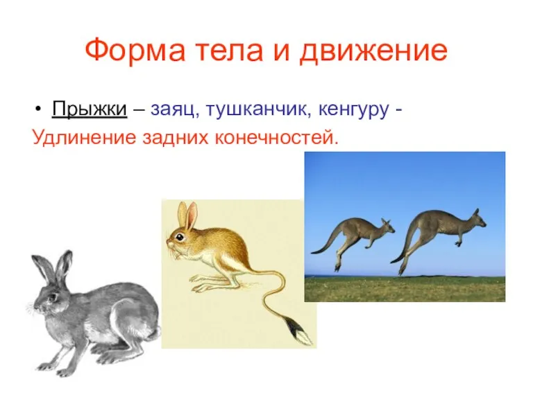 Форма тела и движение Прыжки – заяц, тушканчик, кенгуру - Удлинение задних конечностей.