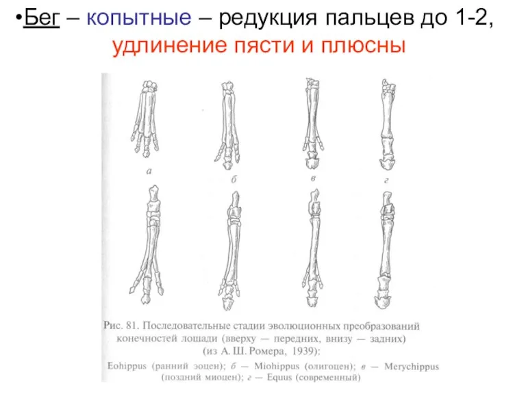 Бег – копытные – редукция пальцев до 1-2, удлинение пясти и плюсны