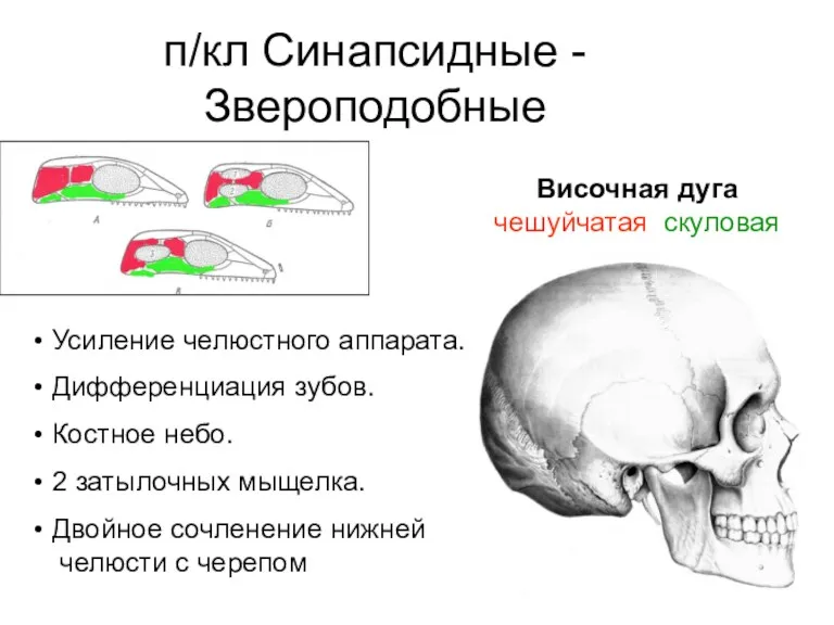 п/кл Синапсидные - Звероподобные Височная дуга чешуйчатая скуловая Усиление челюстного аппарата. Дифференциация зубов.