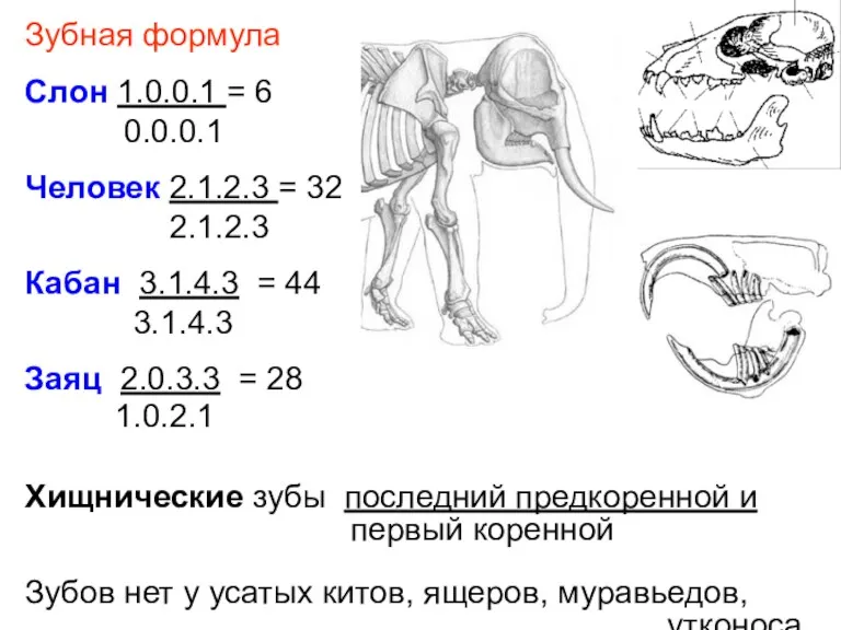 Зубная формула Слон 1.0.0.1 = 6 0.0.0.1 Человек 2.1.2.3 = 32 2.1.2.3 Кабан