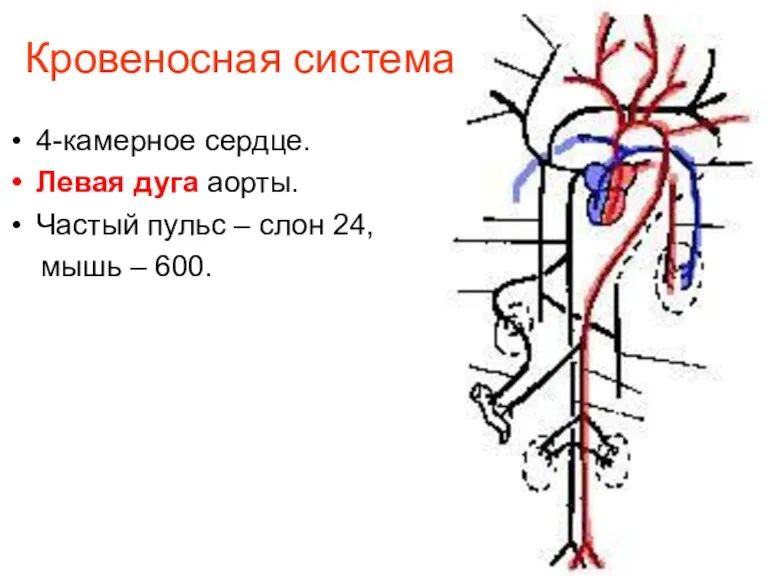 Кровеносная система 4-камерное сердце. Левая дуга аорты. Частый пульс – слон 24, мышь – 600.