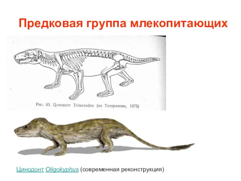 Предковая группа млекопитающих Цинодонт Oligokyphus (современная реконструкция)