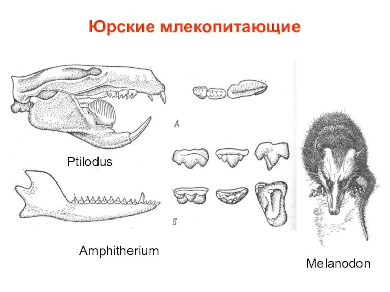 Юрские млекопитающие Ptilodus Amphitherium Melanodon