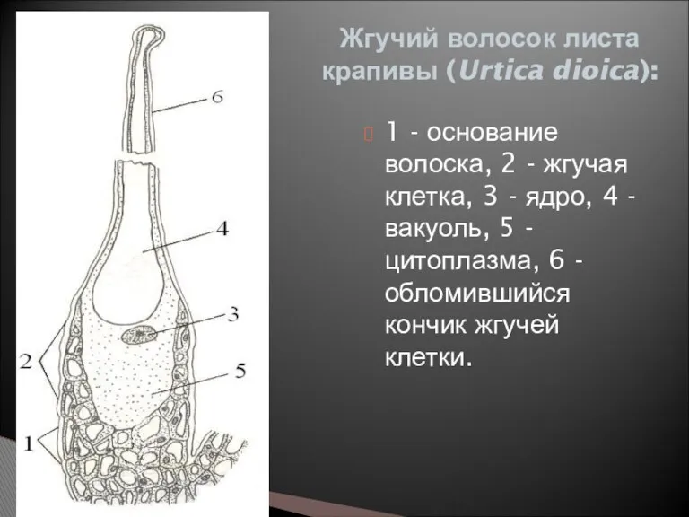 1 - основание волоска, 2 - жгучая клетка, 3 - ядро, 4 -