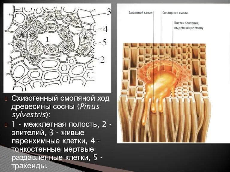 Схизогенный смоляной ход древесины сосны (Pinus sylvestris): 1 - межклетная