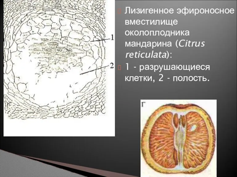 Лизигенное эфироносное вместилище околоплодника мандарина (Citrus reticulata): 1 - разрушающиеся клетки, 2 - полость.