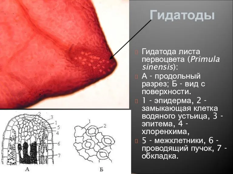 Гидатоды Гидатода листа первоцвета (Primula sinensis): А - продольный разрез; Б - вид