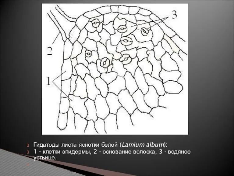 Гидатоды листа яснотки белой (Lamium album): 1 - клетки эпидермы, 2 - основание