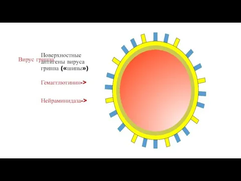 Вирус гриппа Поверхностные антигены вируса гриппа («шипы») Гемагглютинин-> Нейраминидаза->