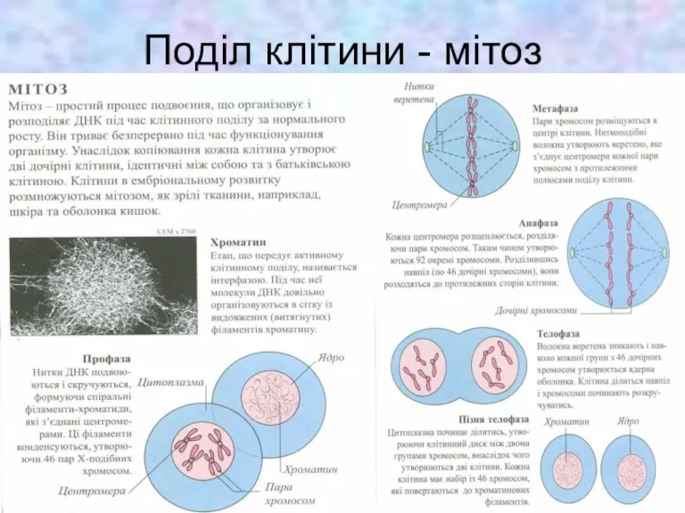 Поділ клітини - мітоз