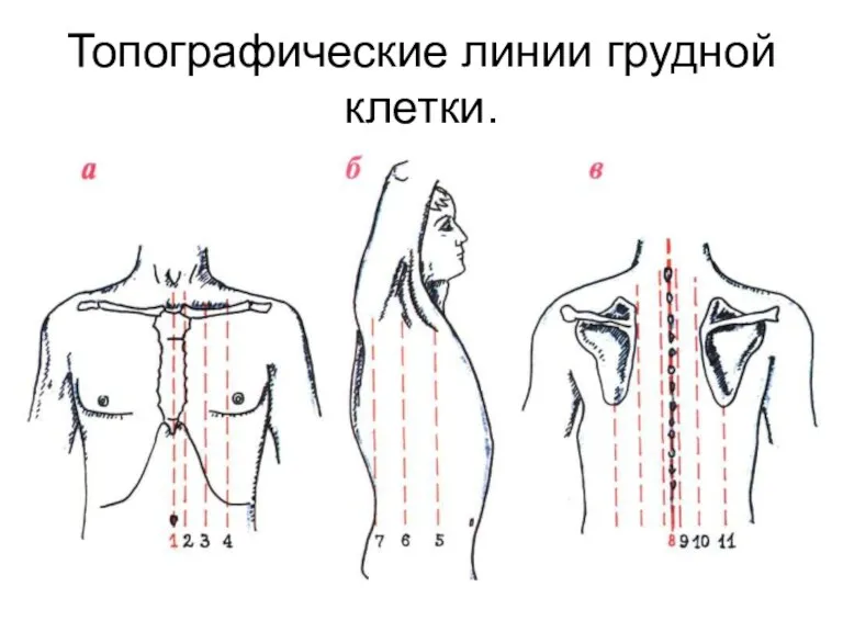 Топографические линии грудной клетки.