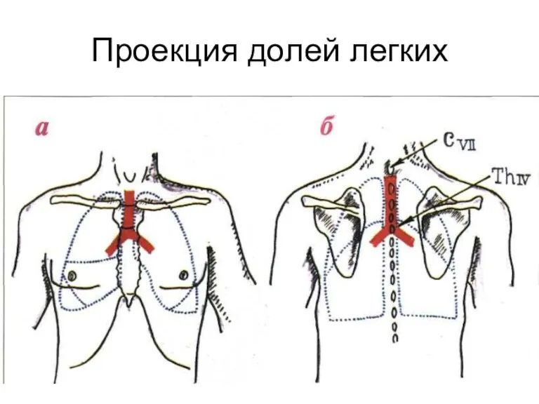 Проекция долей легких