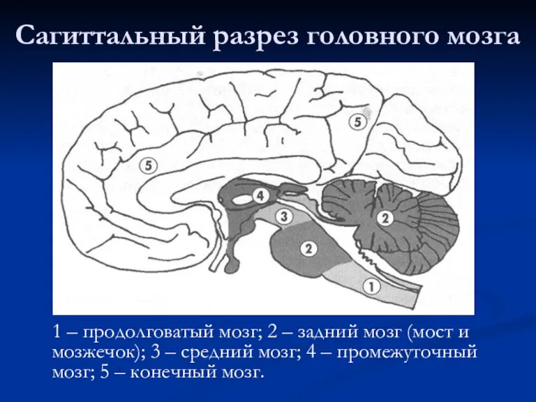 Сагиттальный разрез головного мозга 1 – продолговатый мозг; 2 –