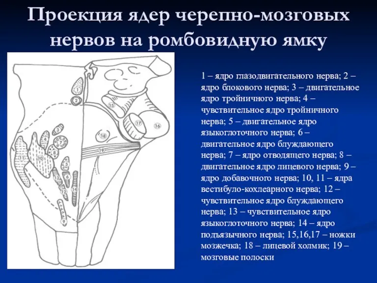 Проекция ядер черепно-мозговых нервов на ромбовидную ямку 1 – ядро