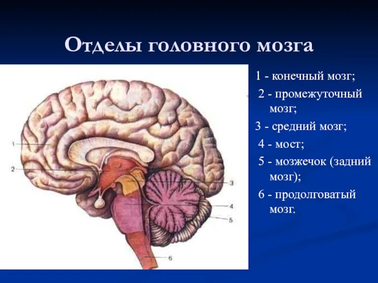 Отделы головного мозга 1 - конечный мозг; 2 - промежуточный