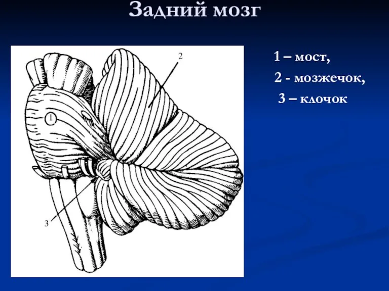 Задний мозг 1 – мост, 2 - мозжечок, 3 – клочок