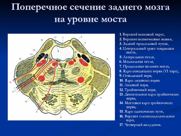 Поперечное сечение заднего мозга на уровне моста 1. Верхний мозговой