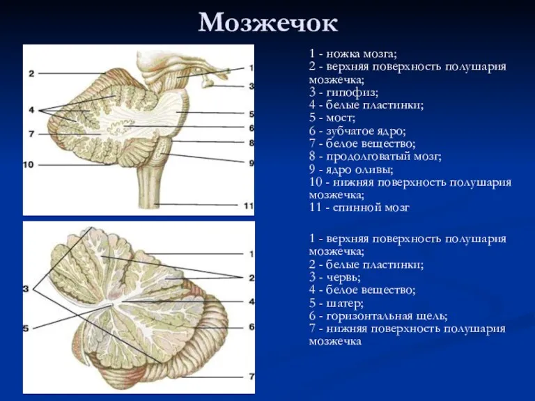 Мозжечок 1 - ножка мозга; 2 - верхняя поверхность полушария