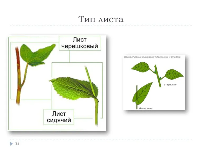 Тип листа