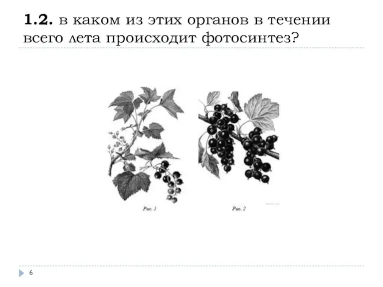 1.2. в каком из этих органов в течении всего лета происходит фотосинтез?