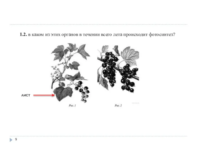 1.2. в каком из этих органов в течении всего лета происходит фотосинтез? лист