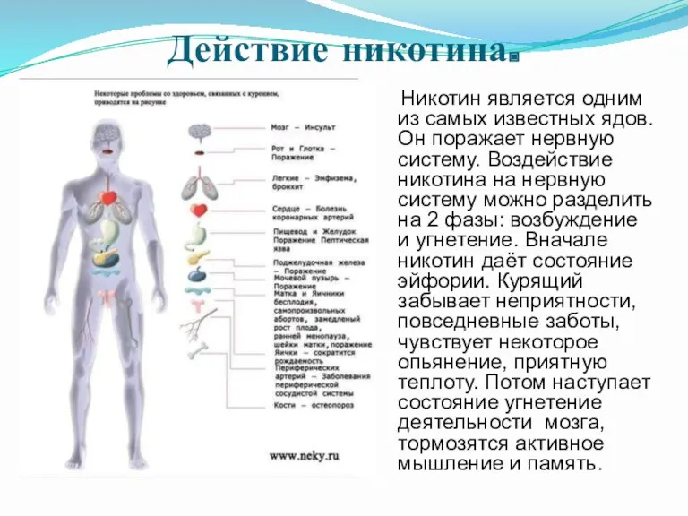 Действие никотина. Никотин является одним из самых известных ядов. Он