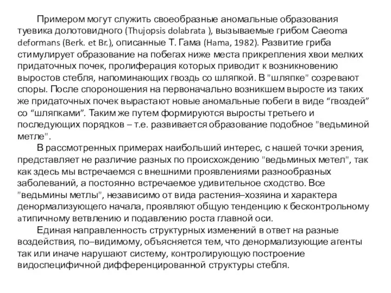 Примером могут служить своеобразные аномальные образования туевика долотовидного (Thujopsis dolabrata