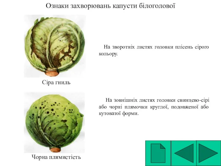 Ознаки захворювань капусти білоголової На зворотніх листях головки плісень сірого