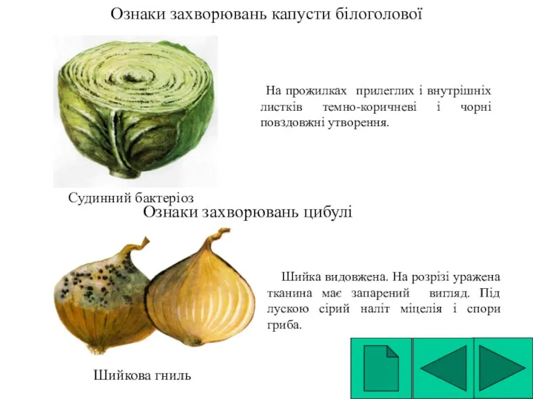 Ознаки захворювань капусти білоголової На прожилках прилеглих і внутрішніх листків