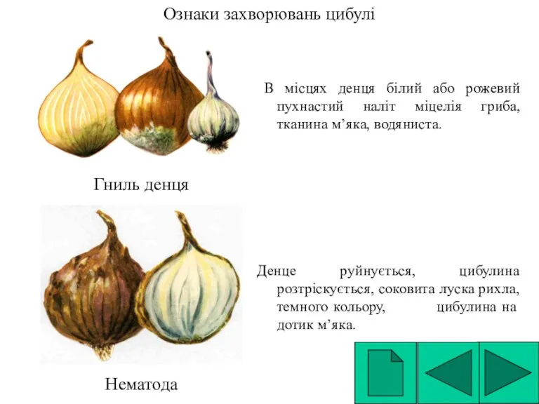 Ознаки захворювань цибулі В місцях денця білий або рожевий пухнастий