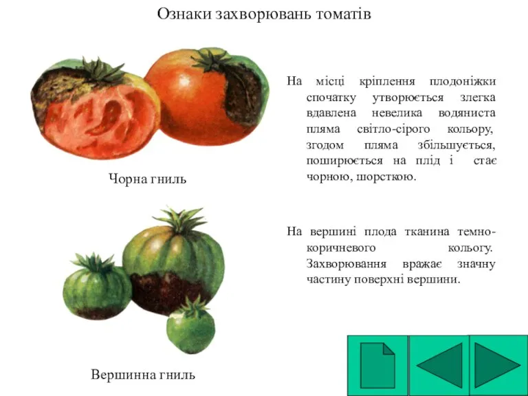 Ознаки захворювань томатів На місці кріплення плодоніжки спочатку утворюється злегка