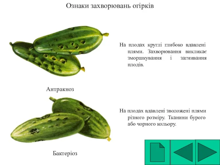 Ознаки захворювань огірків На плодах круглі глибоко вдавлені плями. Захворювання