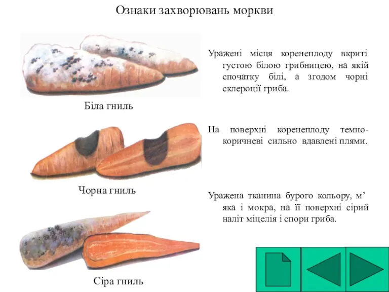 Ознаки захворювань моркви Уражені місця коренеплоду вкриті густою білою грибницею,