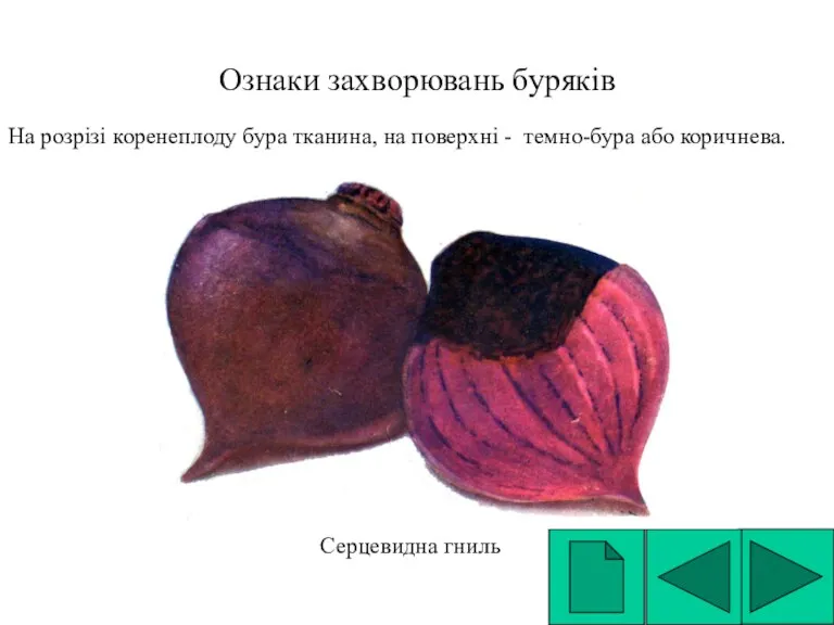 Ознаки захворювань буряків На розрізі коренеплоду бура тканина, на поверхні - темно-бура або коричнева. Серцевидна гниль