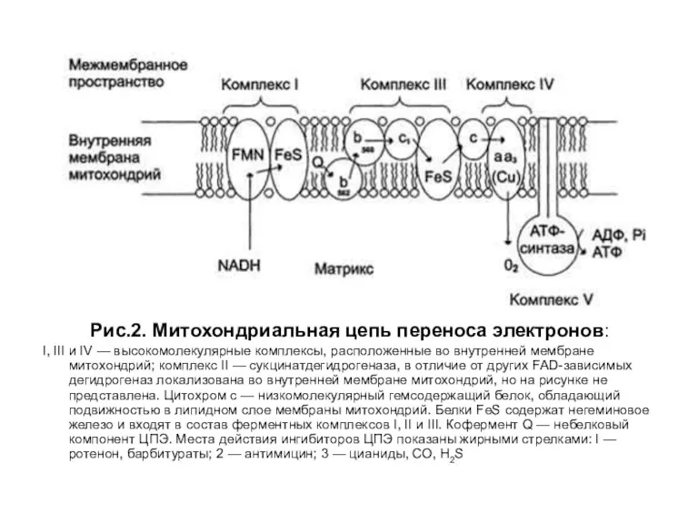 Рис.2. Митохондриальная цепь переноса электронов: I, III и IV —