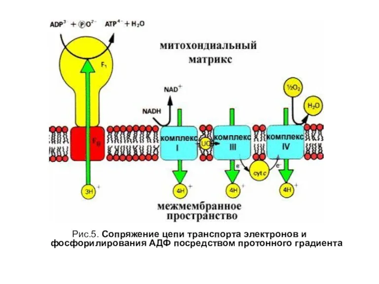 Рис.5. Сопряжение цепи транспорта электронов и фосфорилирования АДФ посредством протонного градиента