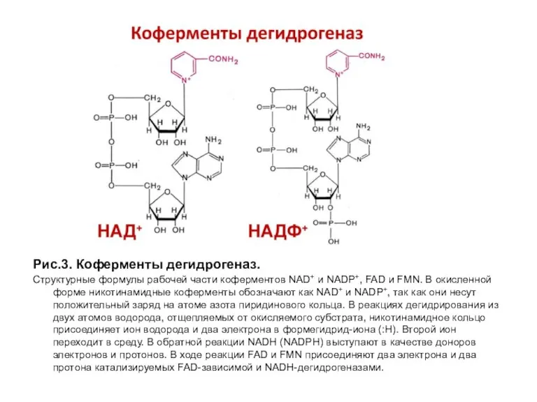 Рис.3. Коферменты дегидрогеназ. Структурные формулы рабочей части коферментов NAD+ и NADP+, FAD и
