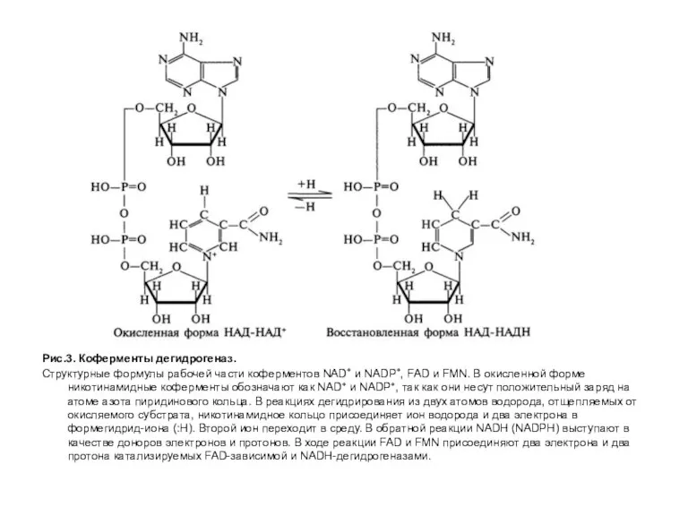 Рис.3. Коферменты дегидрогеназ. Структурные формулы рабочей части коферментов NAD+ и NADP+, FAD и