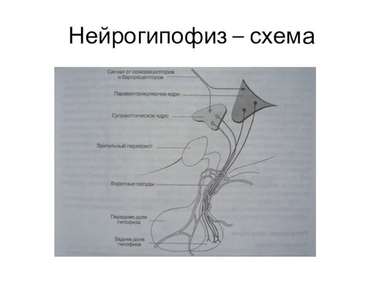 Нейрогипофиз – схема